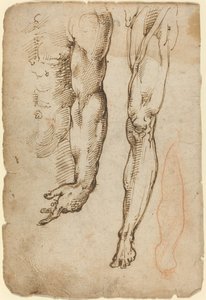 Anatomiske studier av Domenico Beccafumi