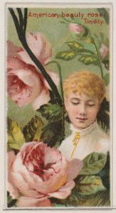 American Beauty Rose: Timidity, fra serien Floral Beauties and Language of Flowers N..., 1892.