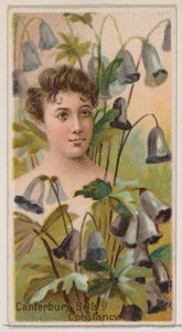 Canterbury Bells: Constancy, fra serien Floral Beauties and Language of Flowers N75..., 1892. av Donaldson Brothers