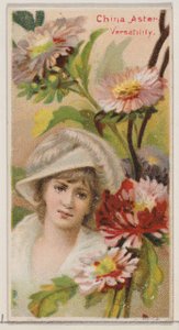China Aster: Allsidighet, fra serien Floral Beauties and Language of Flowers N75 fo..., 1892.
