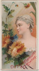 Chrysanthemum: Resignation, fra serien Floral Beauties and Language of Flowers N75 ..., 1892. av Donaldson Brothers