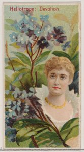Heliotrope: Devotion, fra serien Floral Beauties and Language of Flowers N75 for Du..., 1892.