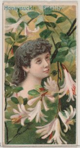Honeysuckle: Fidelity, fra serien Floral Beauties and Language of Flowers N75 for D..., 1892.
