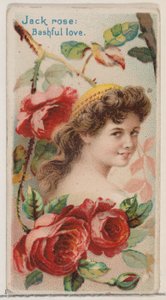 Jack Rose: Bashful Love, fra serien Floral Beauties and Language of Flowers N75 for..., 1892.
