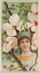 Magnolia: Magnificence, fra serien Floral Beauties and Language of Flowers N75 for ..., 1892. av Donaldson Brothers