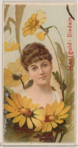 Marigold: Disdain, fra serien Floral Beauties and Language of Flowers N75 for Duke ..., 1892. av Donaldson Brothers