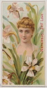 Narcissus: Self Love, fra serien Floral Beauties and Language of Flowers N75 for Du..., 1892. av Donaldson Brothers