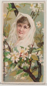 Orange Blossom: Maidenly Reserve, fra serien Floral Beauties and Language of Flowers ..., 1892.