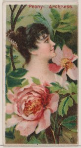 Peony: Archness, fra serien Floral Beauties and Language of Flowers N75 for Duke br..., 1892. av Donaldson Brothers