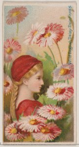 Wild English Daisy: Daintiness, fra serien Floral Beauties and Language of Flowers N..., 1892.