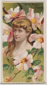 Wild Rose: Poetry, fra serien Floral Beauties and Language of Flowers N75 for Duke ..., 1892.