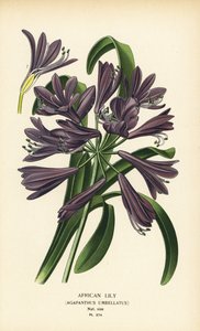 Afrikansk lilje, Agapanthus africanus (Agapanthus umbellatus). Kromolitografi fra en illustrasjon av Desire Bois fra Edward Step