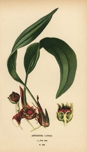 Aspidistra lurida. Kromolitografi fra en illustrasjon av Desire Bois fra Edward Step's Favorite Flowers of Garden and Greenhouse, Frederick Warne, London av Désiré Georges Jean Marie Bois