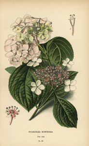 Bigleaf hortensia, Hortensia macrophylla.