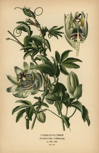 Blå pasjonsblomst, Passiflora caerulea. av Désiré Georges Jean Marie Bois