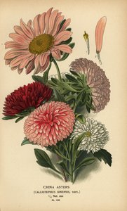 Kina aster varianter, Callistephus x sinensis. av Désiré Georges Jean Marie Bois