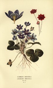 Vanlig hepatika, Anemone hepatica.