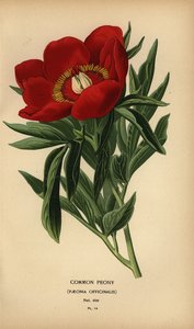 Vanlig peon, Paeonia officinalis. av Désiré Georges Jean Marie Bois