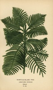 Kok furu, Araucaria columnaris. (Norfolk Island furu, Araucaria excelsa). Kromolitografi fra en illustrasjon av Desire Bois fra Edward Step