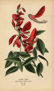 Koralltre, Erythrina crista-galli. av Désiré Georges Jean Marie Bois