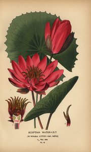 Egyptisk vannlilje, Nymphaea lotus. av Désiré Georges Jean Marie Bois