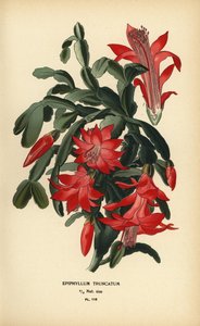 Falsk julekaktus, Schlumbergera truncata.