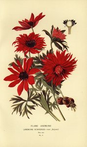 Flammanemone, Anemone hortensis. av Désiré Georges Jean Marie Bois