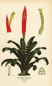 Flammesverd, Vriesea splendens (Tillandsia splendens). Kromolitografi fra en illustrasjon av B. Herincq fra Edward Step’s Favorite Flowers of Garden and Greenhouse, Frederick Warne, London