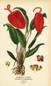 Flamingoblomst, Anthurium scherzerianum. Kromolitografi fra en illustrasjon av Desire Bois fra Edward Step's Favorite Flowers of Garden and Greenhouse, Frederick Warne, London av Désiré Georges Jean Marie Bois