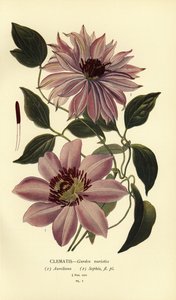 Hagevarianter av klematis. av Désiré Georges Jean Marie Bois