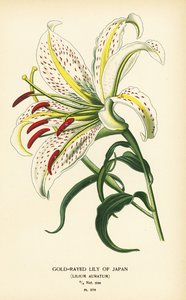 Gullstrålet lilje av Japan eller yamayuri, Lilium auratum. Kromolitografi fra en illustrasjon av Desire Bois fra Edward Step