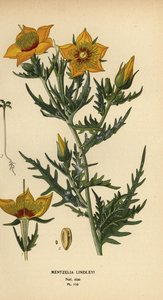 Golden bartonia eller Lindley's blazingstar, Mentzelia lindleyi av Désiré Georges Jean Marie Bois
