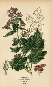 Ærlighet, Lunaria annua. av Désiré Georges Jean Marie Bois