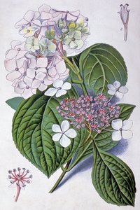 Hortensia, tidlig på 1900-tallet (illustrasjon) av Désiré Georges Jean Marie Bois