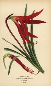 Jakobslilje, Sprekelia formosissima. Kromolitografi fra en illustrasjon av Desire Bois fra Edward Step's Favorite Flowers of Garden and Greenhouse, Frederick Warne, London av Désiré Georges Jean Marie Bois