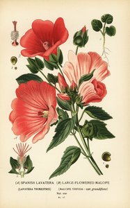 Lavatera trimestris og Malope trifida. av Désiré Georges Jean Marie Bois