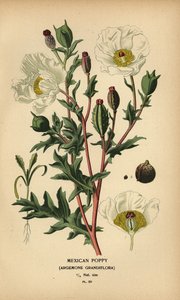 Meksikansk valmue, Argemone grandiflora. av Désiré Georges Jean Marie Bois