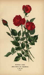 Månedsrose, Rosa chinensis var. semperflorens. av Désiré Georges Jean Marie Bois