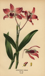Edel dendrobium orkidé, Dendrobium nobile. Kromolitografi fra en illustrasjon av Desire Bois fra Edward Step