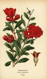 Granatepler, Punica granatum. av Désiré Georges Jean Marie Bois