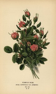 Pompongrose, Rosa centifolia var. pompony. av Désiré Georges Jean Marie Bois