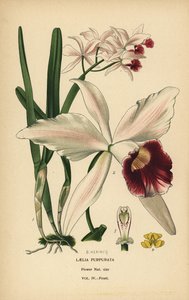 Lillafarget laelia-orkide, Cattleya purpurata (Laelia purpurata). Kromolitografi fra en illustrasjon av B. Herincq fra Edward Step's Favorite Flowers of Garden and Greenhouse, Frederick Warne, London av Désiré Georges Jean Marie Bois