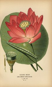 Hellig bønne eller indisk lotus, Nelumbo nucifera. av Désiré Georges Jean Marie Bois