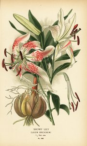 Prangende lilje, Lilium speciosum. Kromolitografi fra en illustrasjon av Desire Bois fra Edward Step