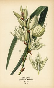 Silkegress, Yucca filamentosa. Kromolitografi fra en illustrasjon av Desire Bois fra Edward Step