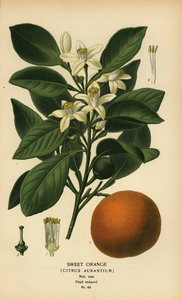 Søt appelsin, Citrus x aurantium.