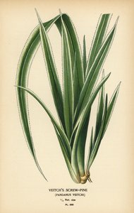 Tahitisk skruefuru, Pandanus tectorius (Veitchs skruefuru, Pandanus veitchii). Kromolitografi fra en illustrasjon av Desire Bois fra Edward Step