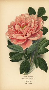 Trepion, Paeonia moutan. av Désiré Georges Jean Marie Bois