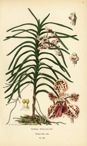 Vanda tricolor orkidé. Kromolitografi fra en illustrasjon av B. Herincq fra Edward Step’s Favorite Flowers of Garden and Greenhouse, Frederick Warne, London av Désiré Georges Jean Marie Bois