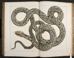 En Python, fra 